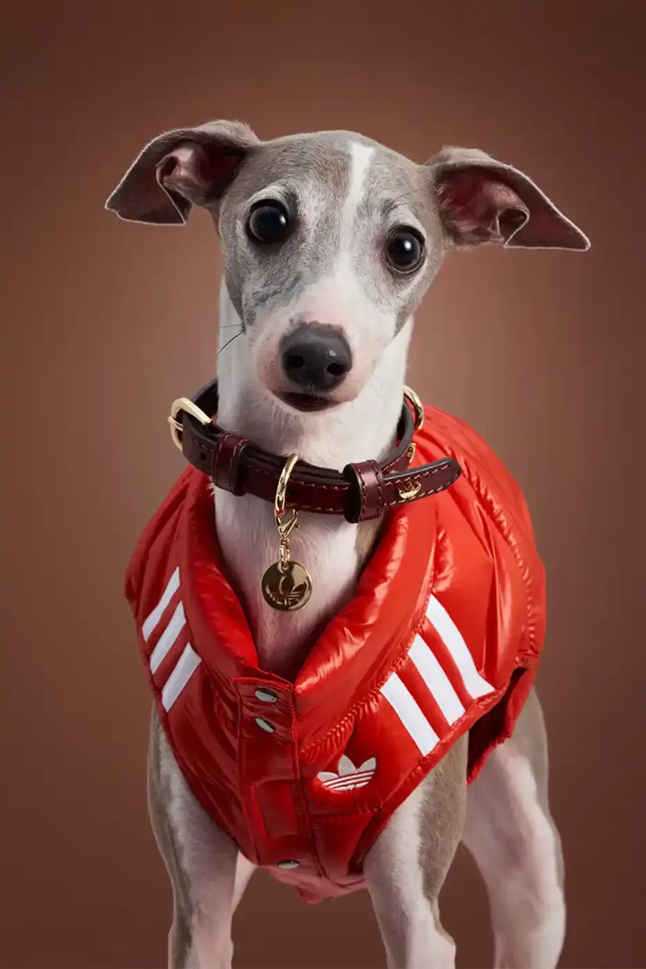 ADIDAS LAUNCHES FALL PET COLLECTION IN CHINA adidas introduces a fall collection for pets in China, featuring water-repellent windbreakers, padded vests, and track outfits with signature Three Stripes and Trefoil logos. (image 4 of 13)