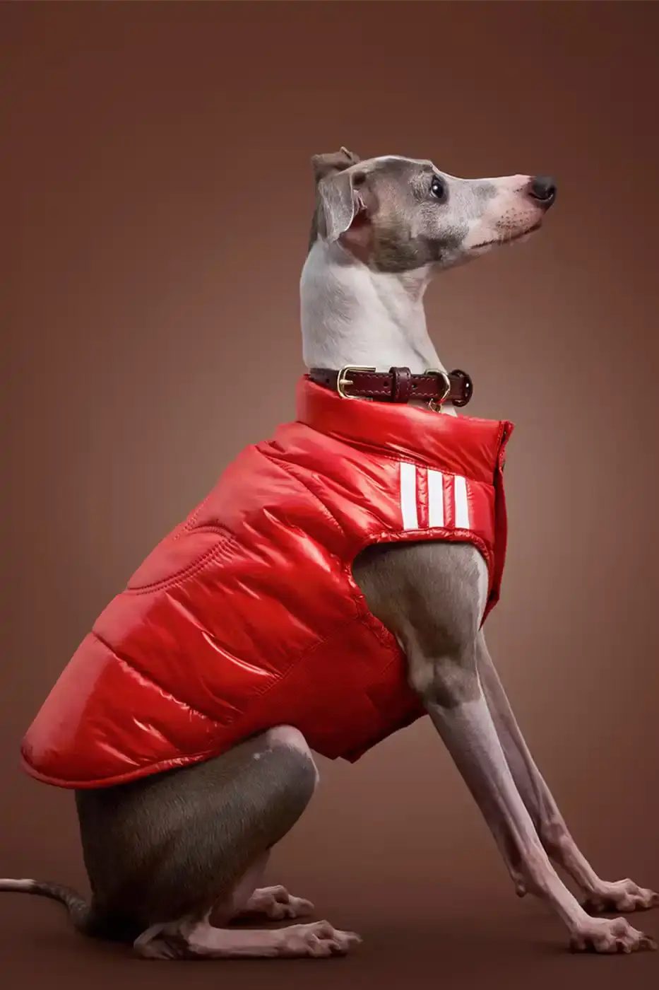 ADIDAS LAUNCHES FALL PET COLLECTION IN CHINA adidas introduces a fall collection for pets in China, featuring water-repellent windbreakers, padded vests, and track outfits with signature Three Stripes and Trefoil logos. (image 2 of 13)