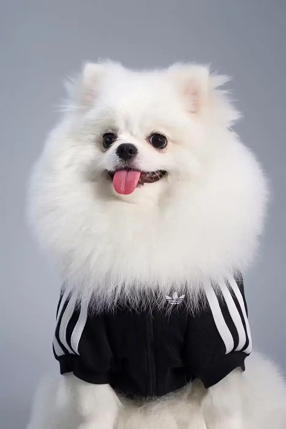 ADIDAS LAUNCHES FALL PET COLLECTION IN CHINA adidas introduces a fall collection for pets in China, featuring water-repellent windbreakers, padded vests, and track outfits with signature Three Stripes and Trefoil logos. (image 11 of 13)