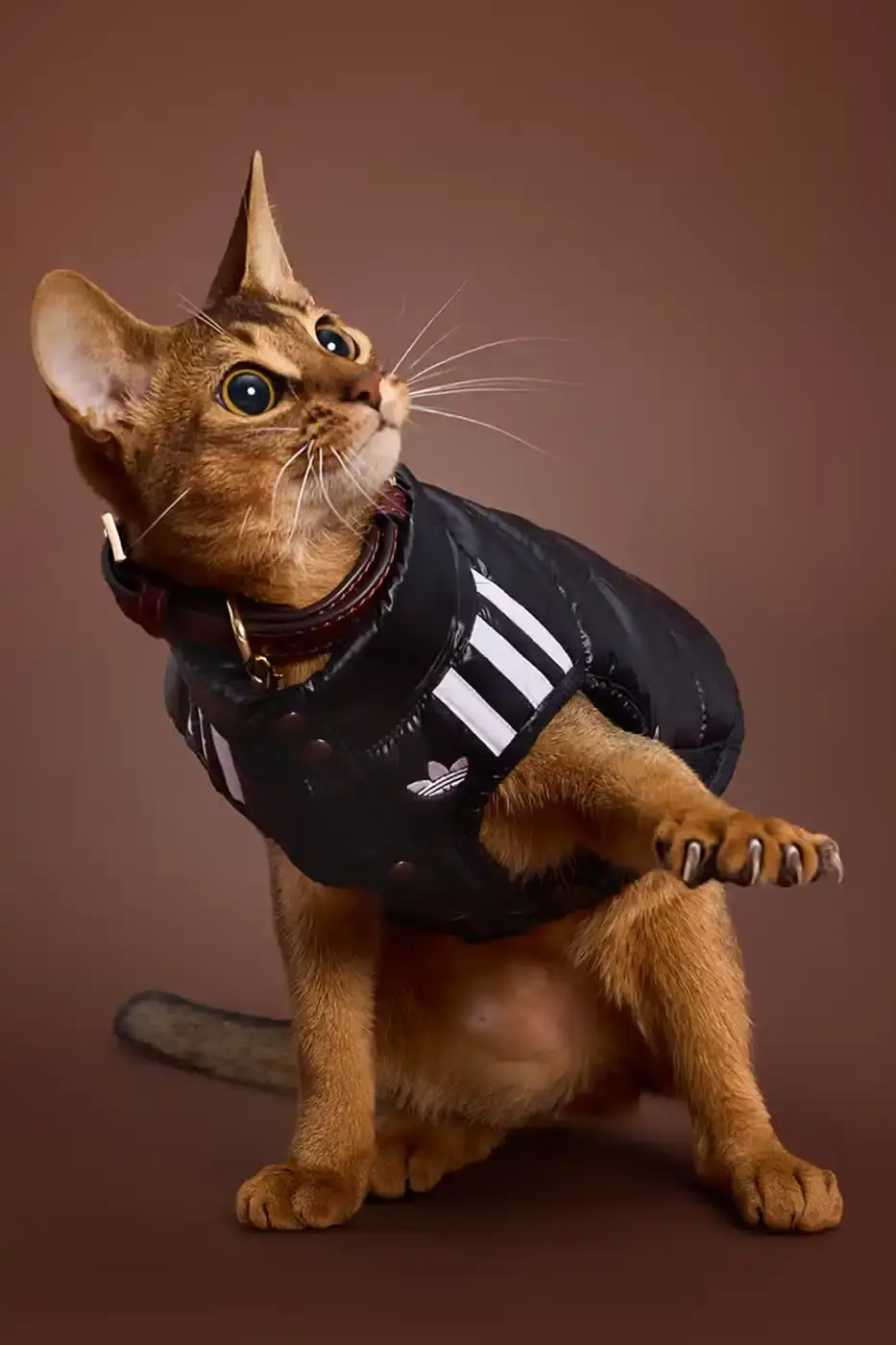 ADIDAS LAUNCHES FALL PET COLLECTION IN CHINA adidas introduces a fall collection for pets in China, featuring water-repellent windbreakers, padded vests, and track outfits with signature Three Stripes and Trefoil logos. (image 9 of 13)