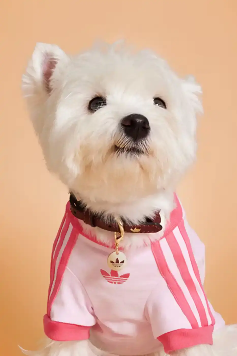 ADIDAS LAUNCHES FALL PET COLLECTION IN CHINA adidas introduces a fall collection for pets in China, featuring water-repellent windbreakers, padded vests, and track outfits with signature Three Stripes and Trefoil logos. (image 8 of 13)