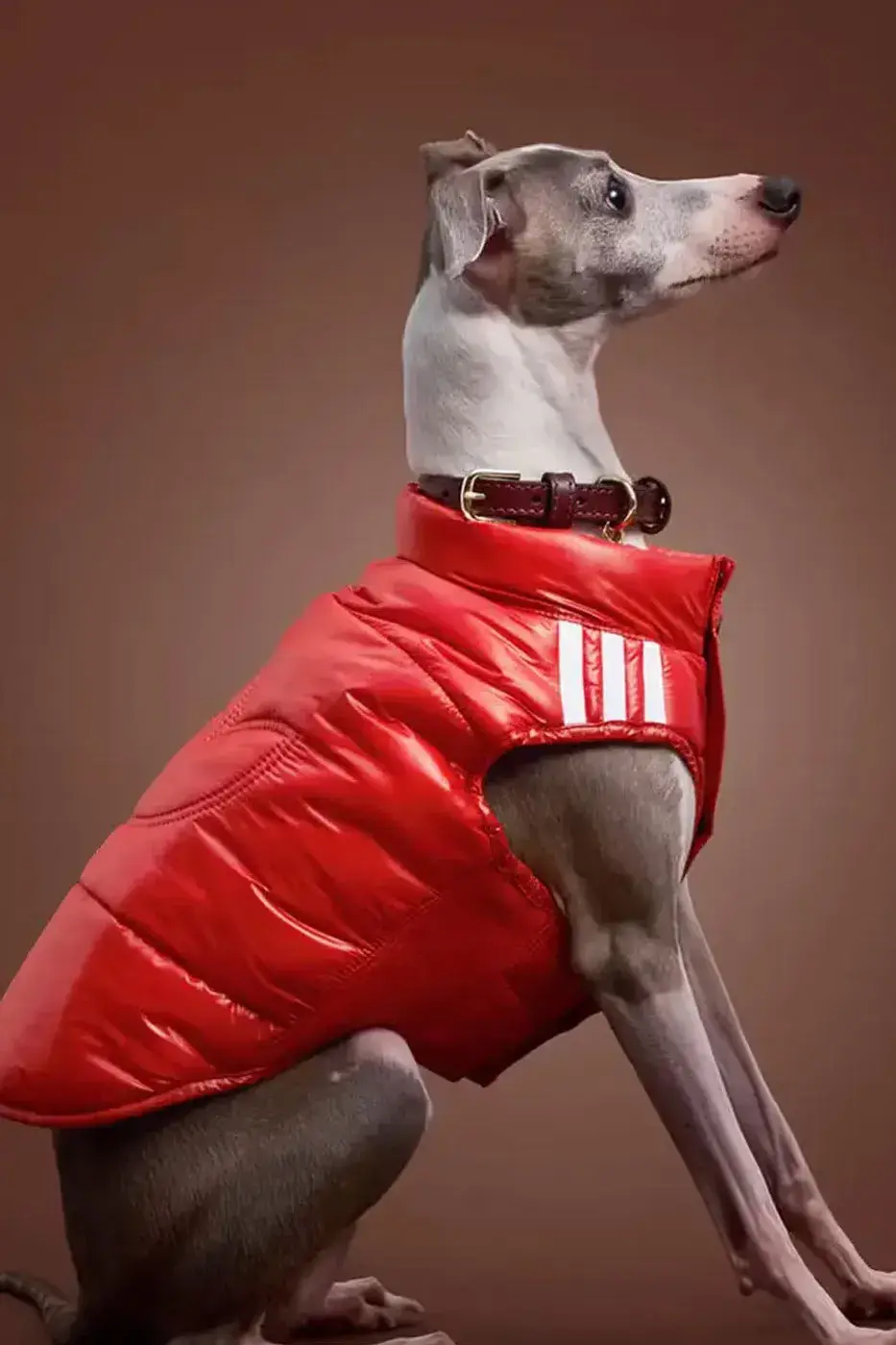 ADIDAS ORIGINALS RELEASES WINTER 2026 PET LINE image of the Adidas Originals Winter 2026 pet clothing collection, detailing product specs, materials, and retail pricing in US dollars and euros.