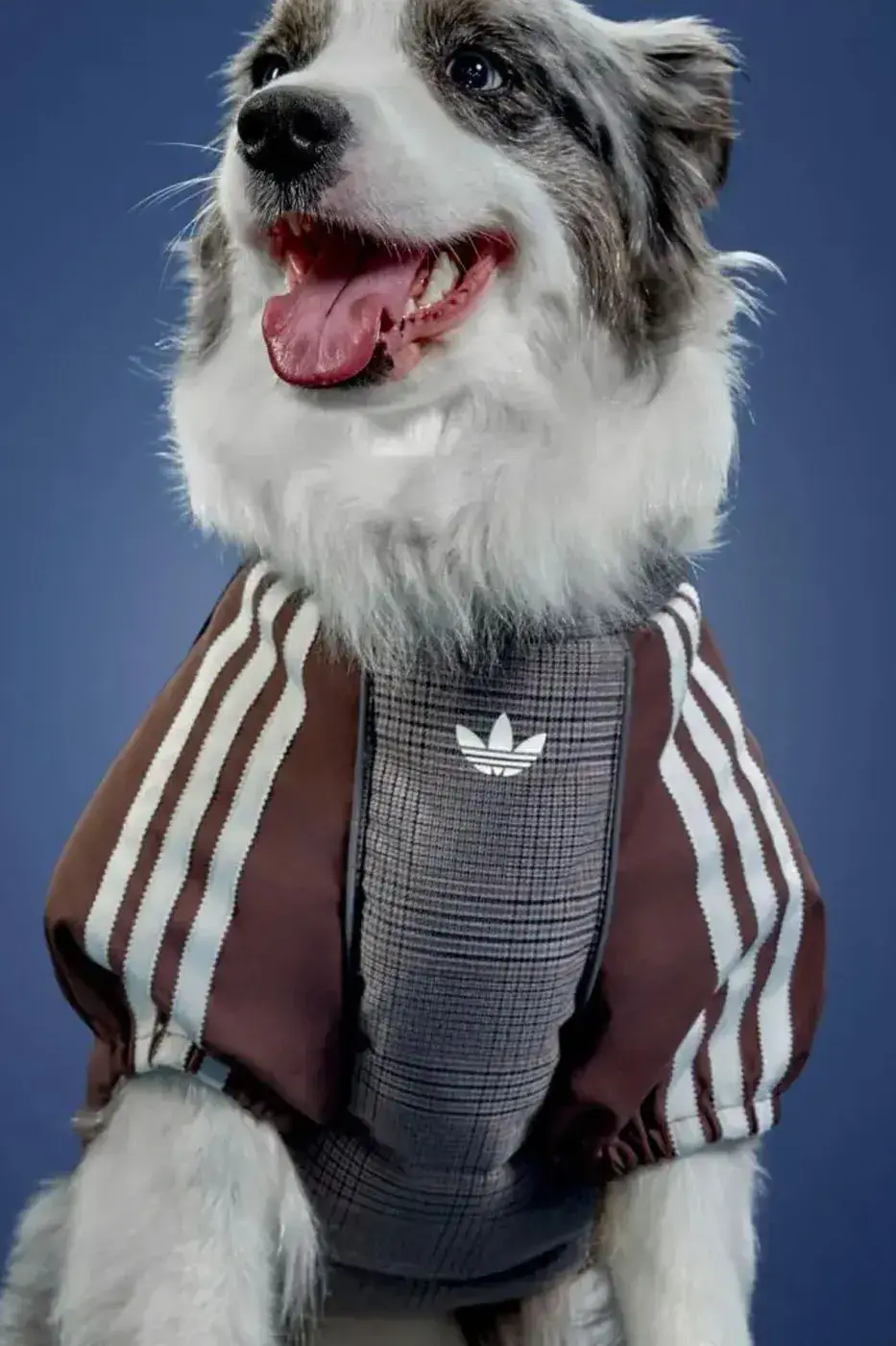 ADIDAS ORIGINALS RELEASES WINTER 2026 PET LINE image of the Adidas Originals Winter 2026 pet clothing collection, detailing product specs, materials, and retail pricing in US dollars and euros. (image 6 of 11)