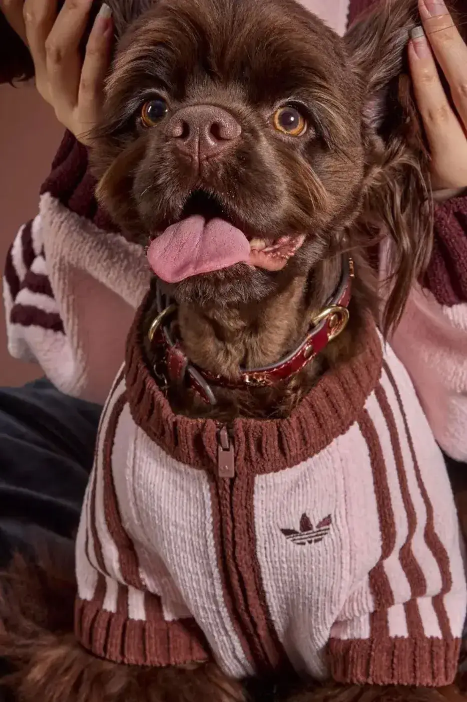 ADIDAS ORIGINALS RELEASES WINTER 2026 PET LINE image of the Adidas Originals Winter 2026 pet clothing collection, detailing product specs, materials, and retail pricing in US dollars and euros. (image 5 of 11)