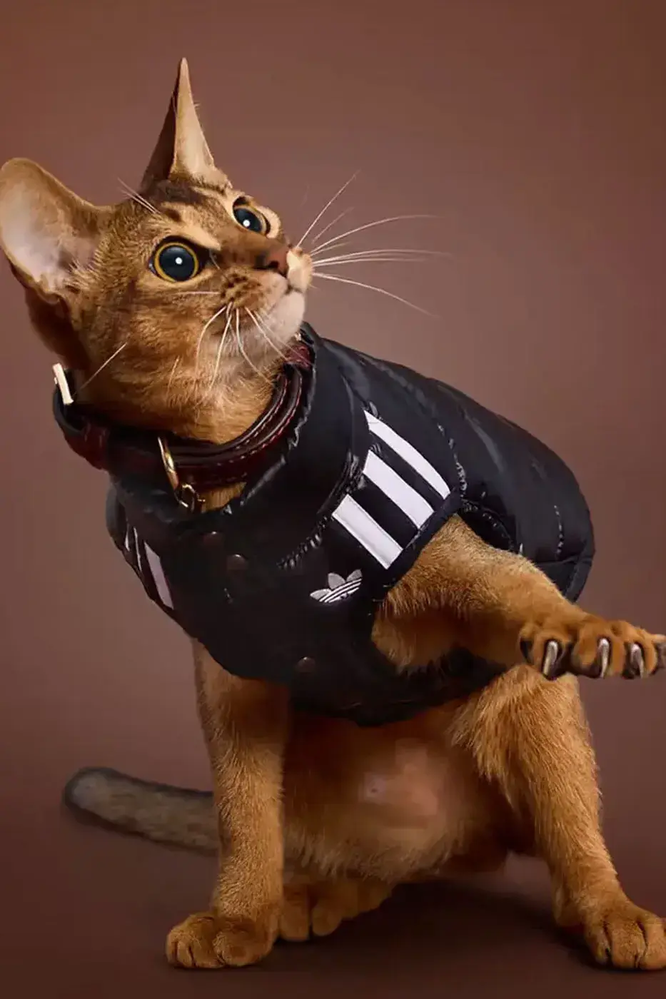ADIDAS ORIGINALS RELEASES WINTER 2026 PET LINE image of the Adidas Originals Winter 2026 pet clothing collection, detailing product specs, materials, and retail pricing in US dollars and euros. (image 2 of 11)