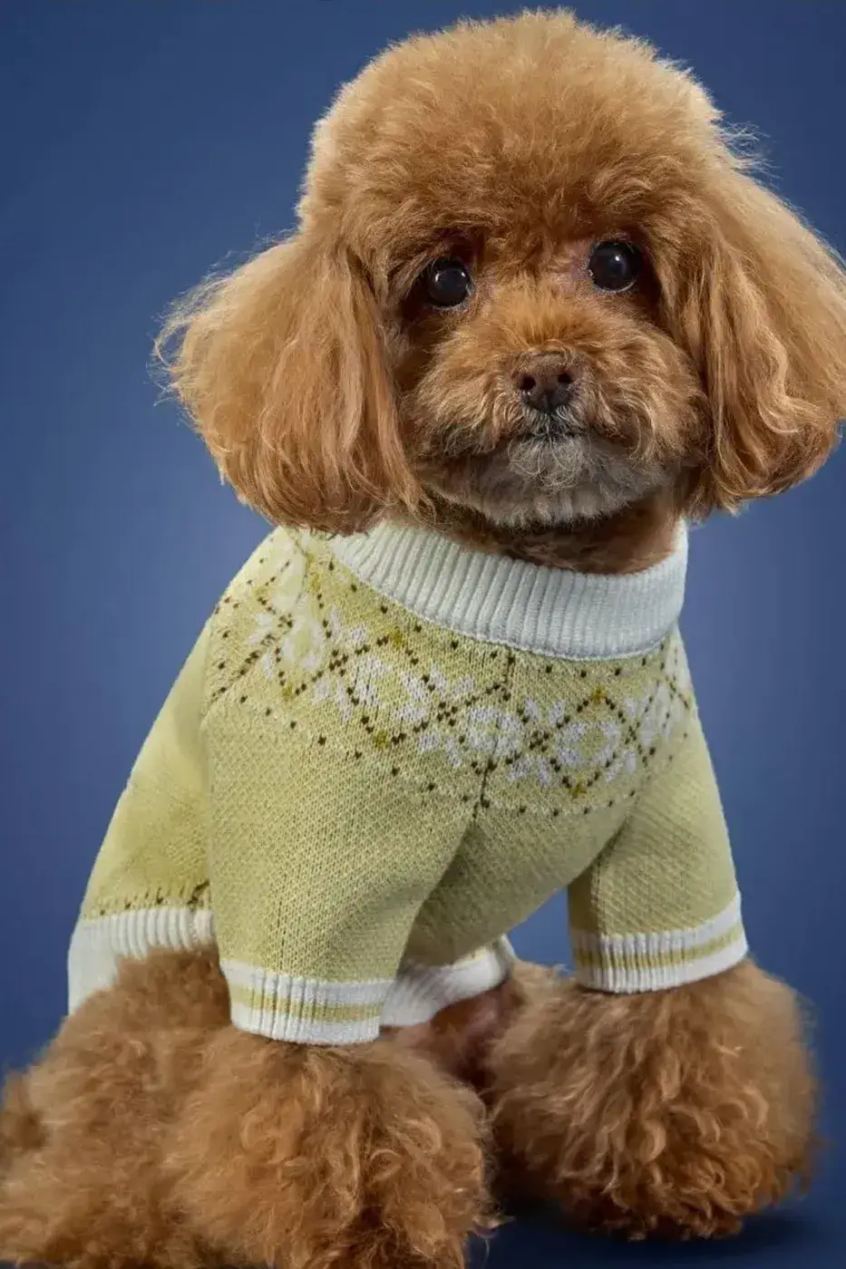 ADIDAS ORIGINALS RELEASES WINTER 2026 PET LINE image of the Adidas Originals Winter 2026 pet clothing collection, detailing product specs, materials, and retail pricing in US dollars and euros. (image 4 of 11)