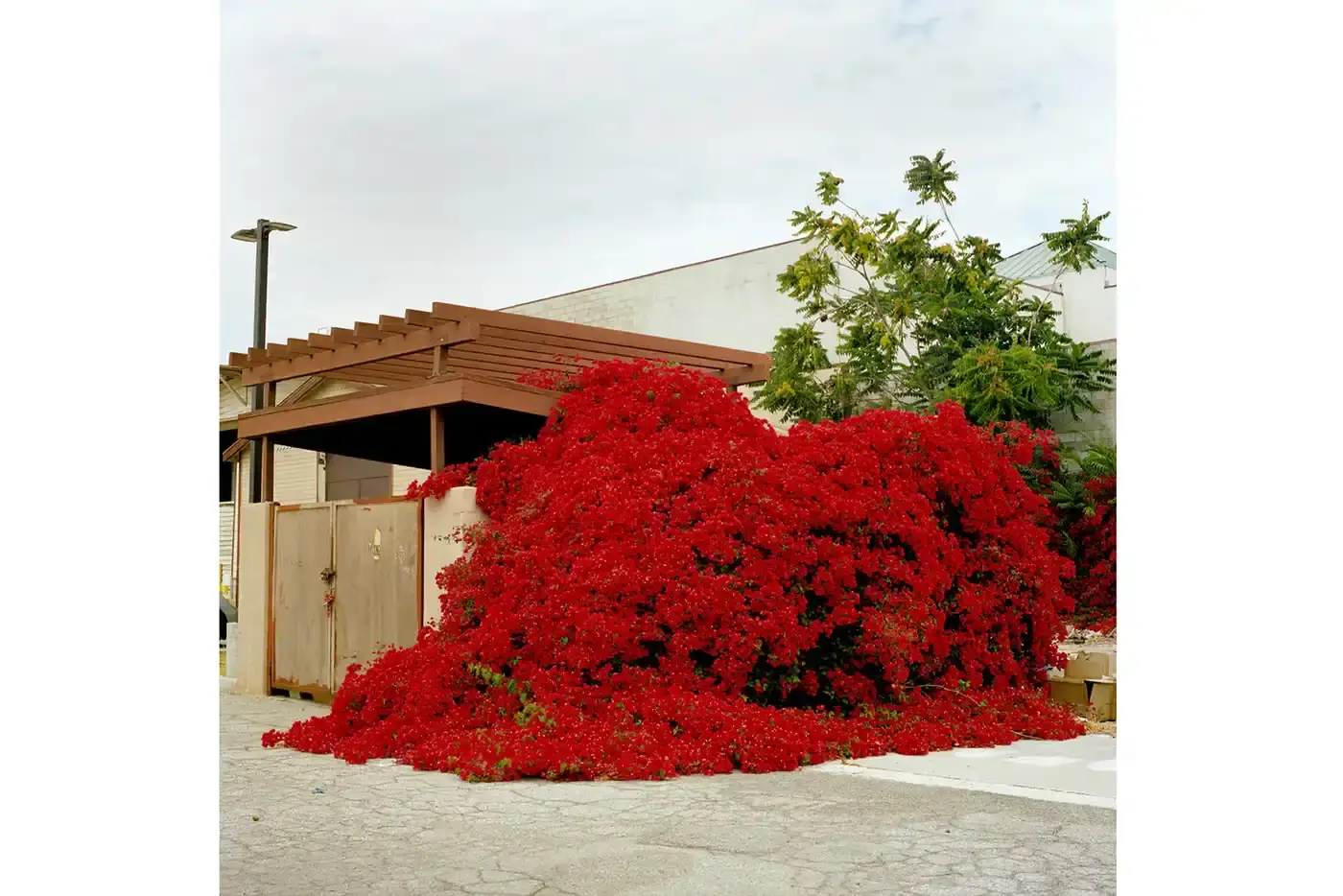 Max Knight Collage of photographs showcasing Los Angeles landscapes and portraits affected by wildfires, featuring diverse artists and community scenes in muted, documentary-style tones. (image 7 of 19)