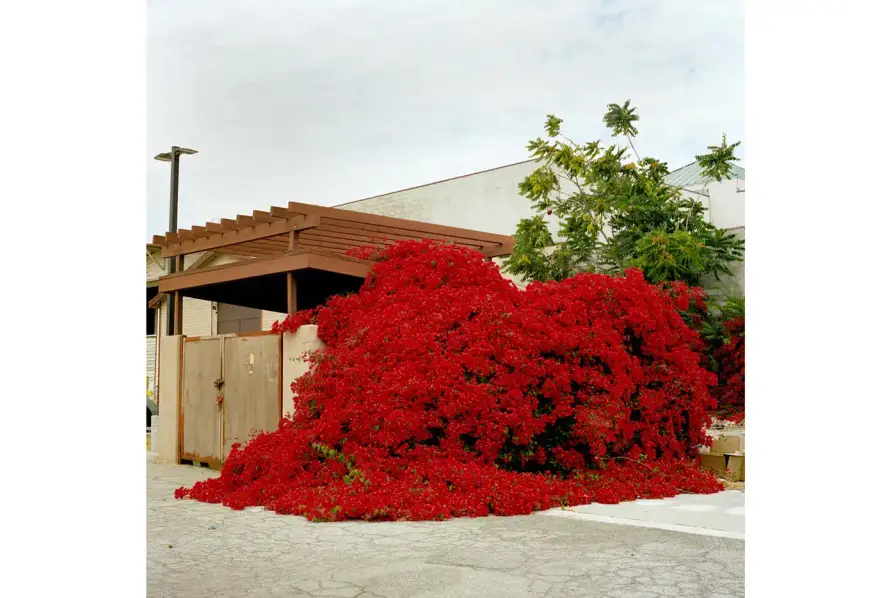 Max Knight Collage of photographs showcasing Los Angeles landscapes and portraits affected by wildfires, featuring diverse artists and community scenes in muted, documentary-style tones. (image 7 of 19)