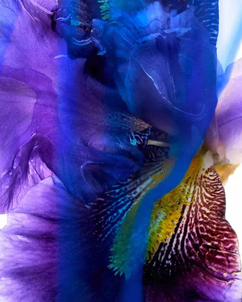 LOEWE PERFUMES EXPANDS CRAFTED COLLECTION Image series showing still-life perfume bottles with granite caps alongside raw botanical ingredients, pigment powders, and fresh citrus slices. (image 4 of 10)