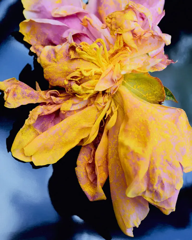 LOEWE PERFUMES EXPANDS CRAFTED COLLECTION Image series showing still-life perfume bottles with granite caps alongside raw botanical ingredients, pigment powders, and fresh citrus slices. (image 5 of 10)